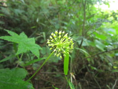 Hydrocotyle macrophylla