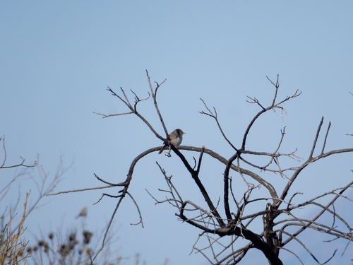 Cisticola subruficapilla