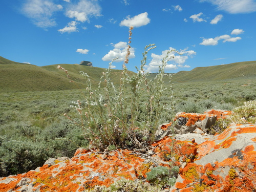 prairie sagewort (Artemisia frigida)