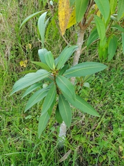 Sapium stylare