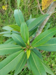 Sapium stylare