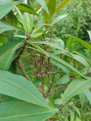 Sapium stylare