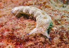 Plakobranchus papua