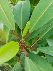 Sapium stylare