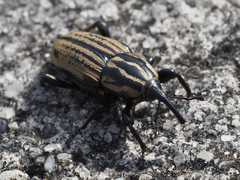 Sphenophorus australis