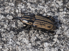 Sphenophorus australis