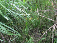 Juncus ramboi