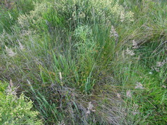 Juncus ramboi