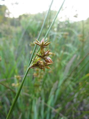 Juncus ramboi