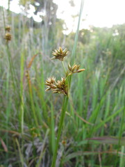 Juncus ramboi