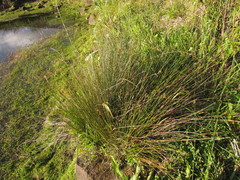 Juncus ramboi