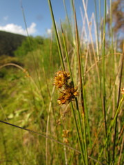 Juncus ramboi