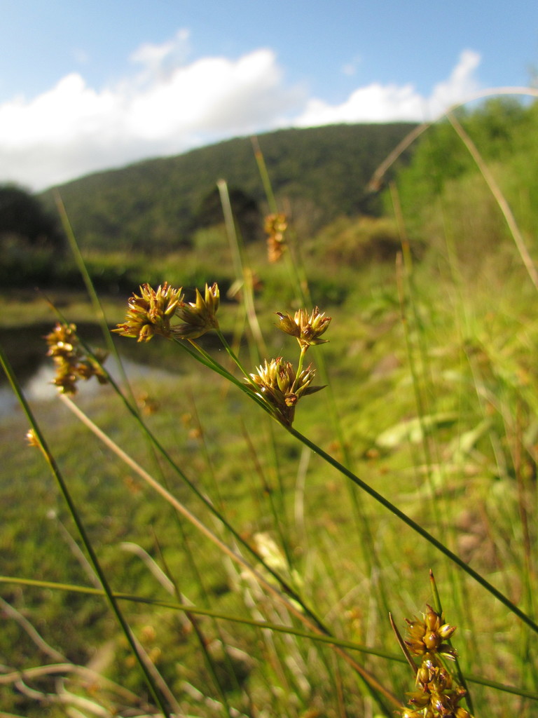 Juncus ramboi
