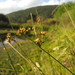 Juncus ramboi - Photo (c) Flora de Santa Catarina, algunos derechos reservados (CC BY-NC), subido por Flora de Santa Catarina