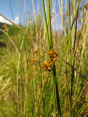 Juncus ramboi