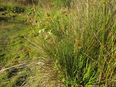Juncus ramboi