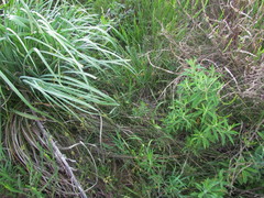 Juncus ramboi