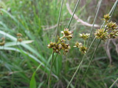 Juncus ramboi