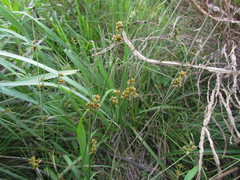 Juncus ramboi