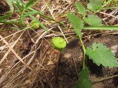 Krapovickasia macrodon