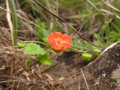 Krapovickasia macrodon