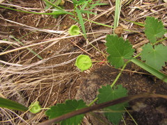 Krapovickasia macrodon