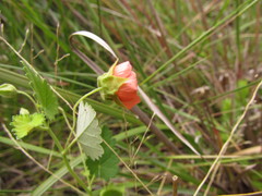 Krapovickasia macrodon