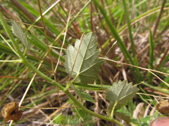 Krapovickasia macrodon