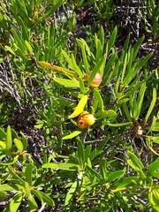 Colliguaja integerrima