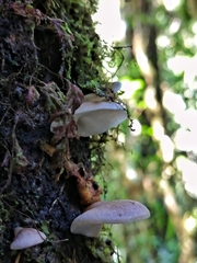 Campanophyllum proboscideum