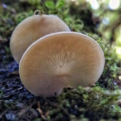 Campanophyllum proboscideum