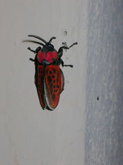 Edebessa nigropuncta