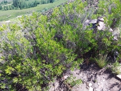 Colliguaja integerrima