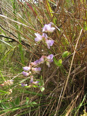 Lathyrus nervosus