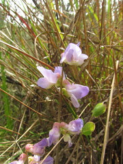 Lathyrus nervosus