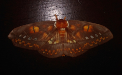 Procitheronia fenestrata