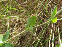 Lathyrus nervosus