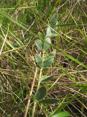 Lathyrus nervosus