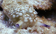 Plakobranchus papua