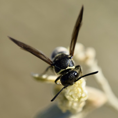 Pachodynerus californicus