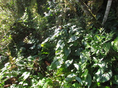 Leptostelma catharinense