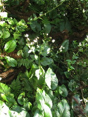 Leptostelma catharinense