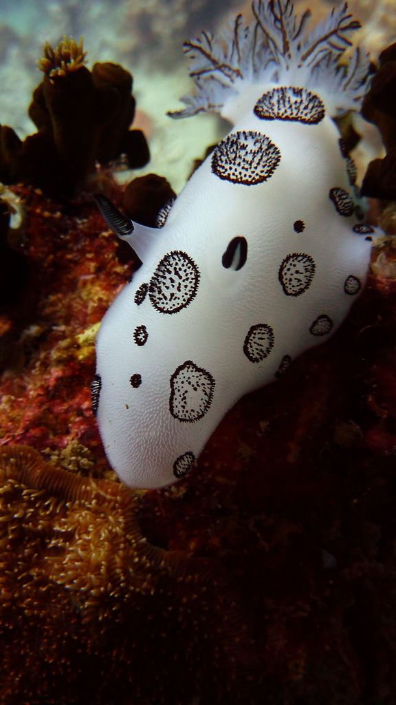 Ringed Velvet Dorid