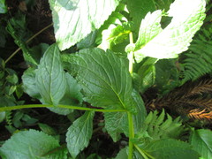 Leptostelma catharinense