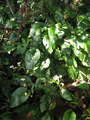 Leptostelma catharinense