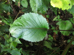 Leptostelma catharinense