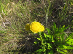 Leptostelma tweediei