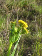 Leptostelma tweediei
