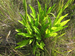 Leptostelma tweediei