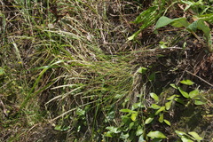 Trisetum arduanum